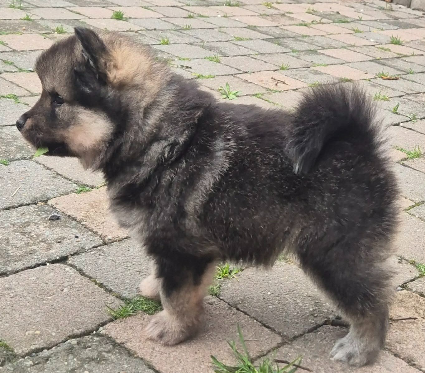 Shake It Off - Chiots disponibles - Chien finnois de Laponie