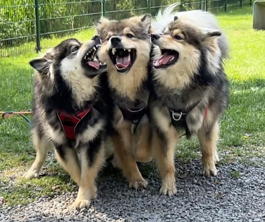 Shake It Off - Chien finnois de Laponie - Portée née le 09/12/2023